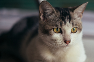 猫咪换新环境注意什么