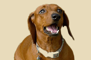 腊肠犬喜欢吃什么