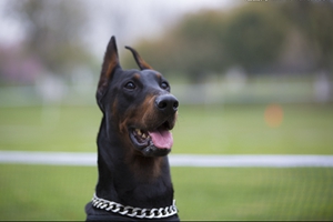 养杜宾注意事项有哪些