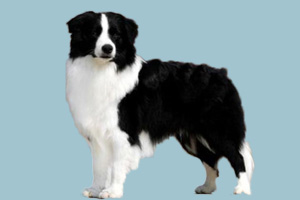 边境牧羊犬有什么特点