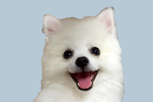 博美的性格怎么样