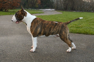 牛头梗掉毛严重怎么办