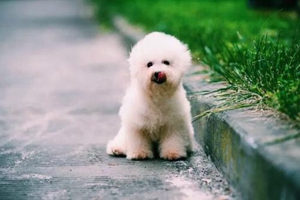 比熊饲养注意事项有哪些