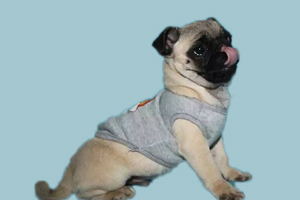 巴哥狗怎么养好