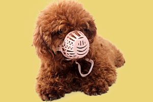 泰迪狗乱叫怎么办