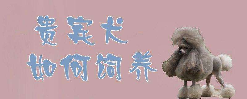 贵宾犬如何饲养1