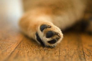 狗狗不肯剪指甲怎么办