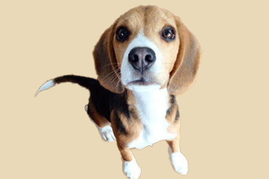 比格犬怎么看长相