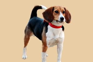 比格犬怎么看年龄