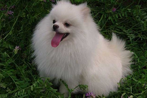 养博美犬要注意什么