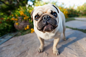 巴哥犬怎么补钙