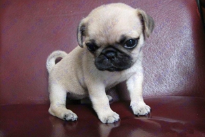 巴哥犬吃什么补钙