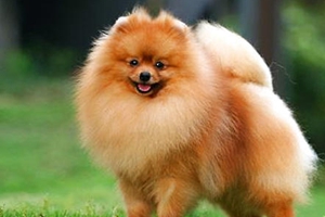 小博美咬人怎么办