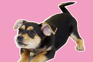 迷你杜宾犬吃什么好