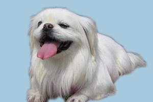 京巴狗吃什么饲料