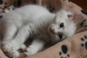 小奶猫不拉屎怎么办