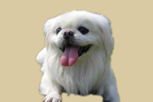 京巴狗吃什么水果