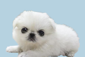 京巴狗不能吃什么