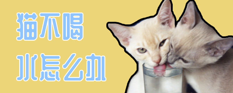 猫不喝水怎么办