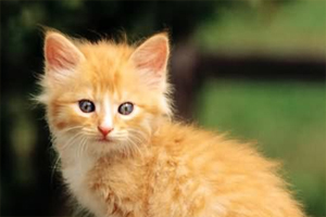 小猫咪如何适应环境