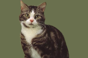 欧洲短毛猫怎么养