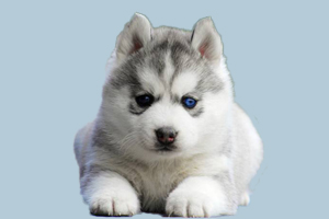 哈士奇什么时候换牙