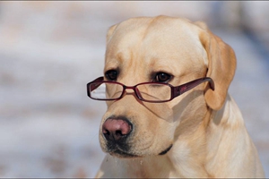 拉布拉多什么时候懂事