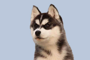 哈士奇怎么区分公母