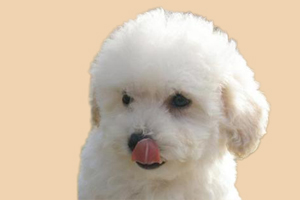 比熊什么样的好