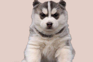 哈士奇什么时候打疫苗