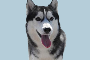 哈士奇什么样的好