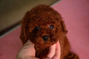 泰迪怎么区分纯种