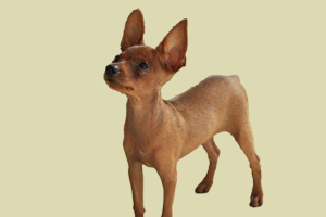 小鹿犬能吃什么