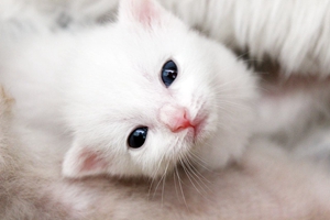 新买的猫咪怎么养