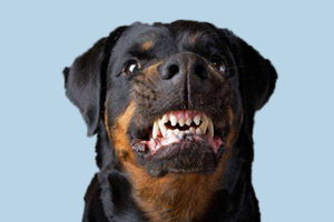 罗威纳犬如何看年龄