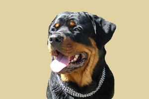 罗威纳犬如何看品相