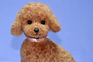 玩具贵宾犬怎么量身高