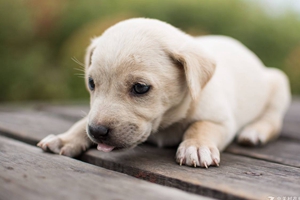 狗狗怎么分公母