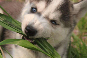 哈士奇为什么喜欢吃草