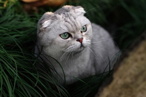 小猫刚出生要怎么养活