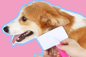 怎么养狗狗毛顺