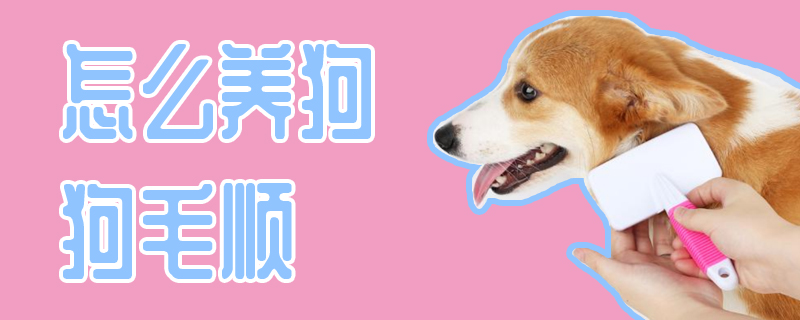 怎么养狗狗毛顺