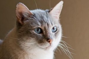 给小猫洗澡注意事项有哪些