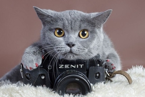 新生小猫注意事项有哪些