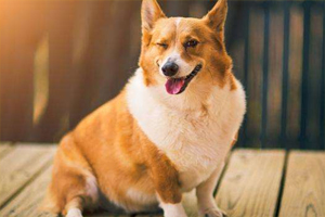 狗狗太胖了怎么办