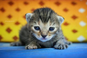 小猫打疫苗注意事项有哪些