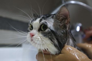 小猫洗澡要注意什么