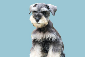 雪纳瑞的缺点有哪些