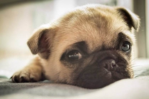 怎么样减少巴哥犬掉毛