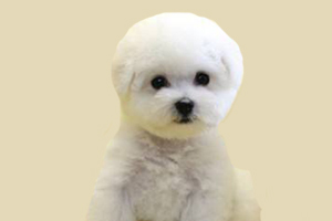 比熊的缺点有哪些